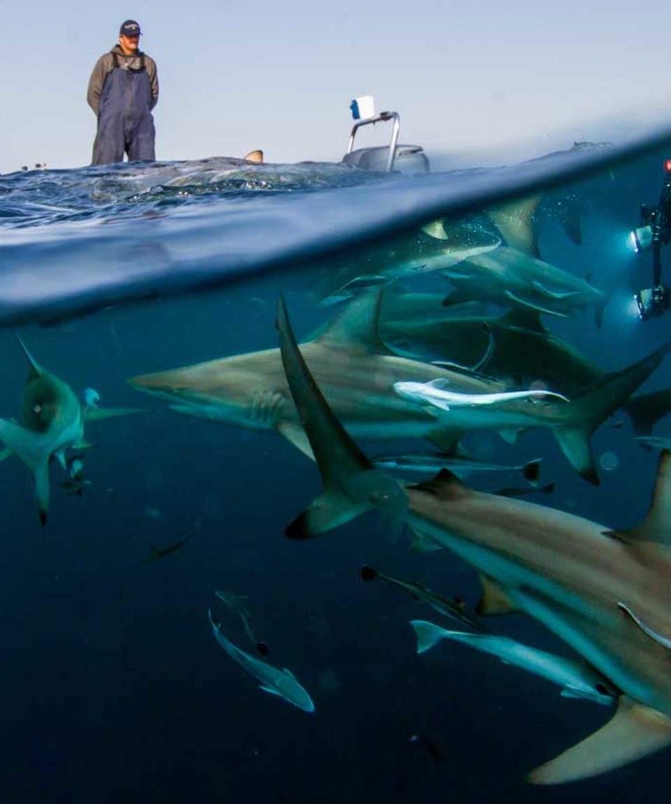 Aliwal Shoal - Durban Tourism